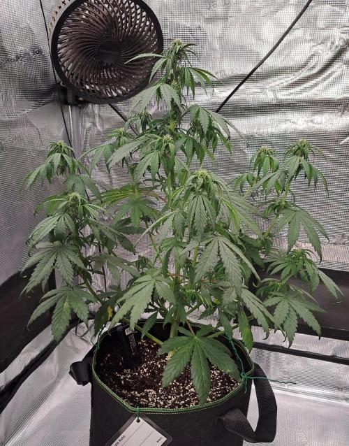 Purple Bananas spotted on Venus. Week 5 - Day 35