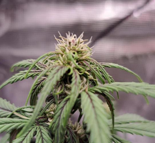 Purple Bananas spotted on Venus. Week 5 - Day 35