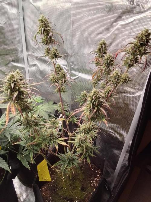 Mars is super boofing. Week 9 - Day 59