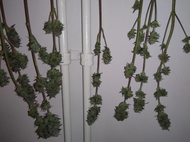 Mars is super boofing. Week 9 - Day 59