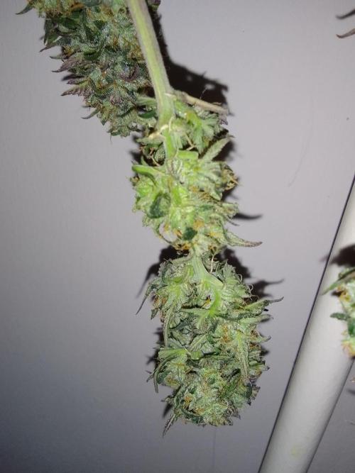 Mars is super boofing. Week 9 - Day 59