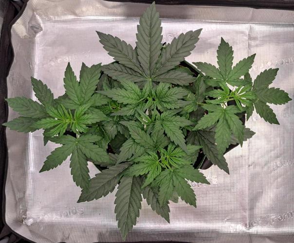 Fruity Skittlez for Saturn. Week 4 - Day 22