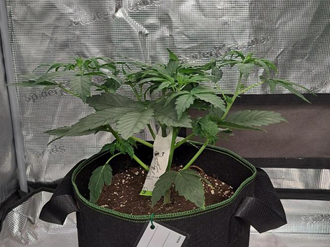 Fruity Skittlez for Saturn. Week 4 - Day 22