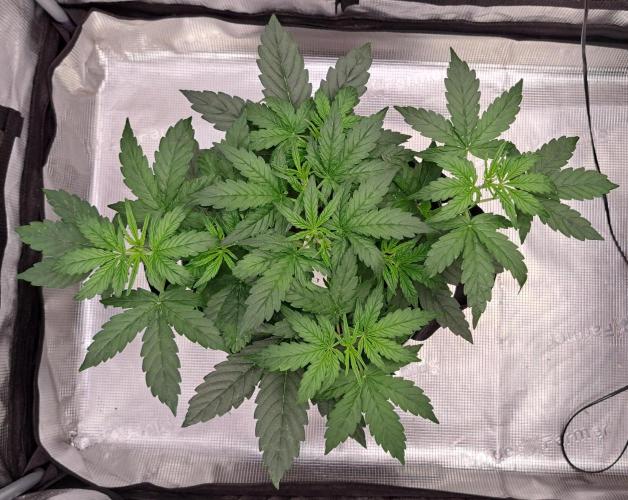 Fruity Skittlez for Saturn. Week 4 - Day 23