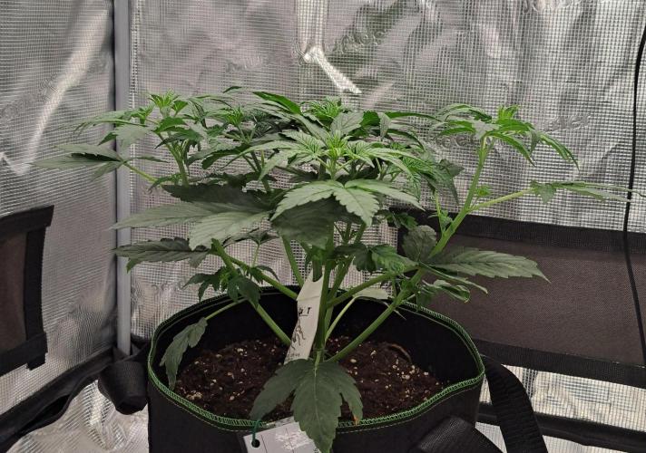 Fruity Skittlez for Saturn. Week 4 - Day 23