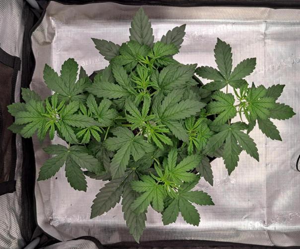 Fruity Skittlez for Saturn. Week 4 - Day 24