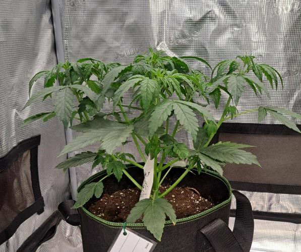 Fruity Skittlez for Saturn. Week 4 - Day 24