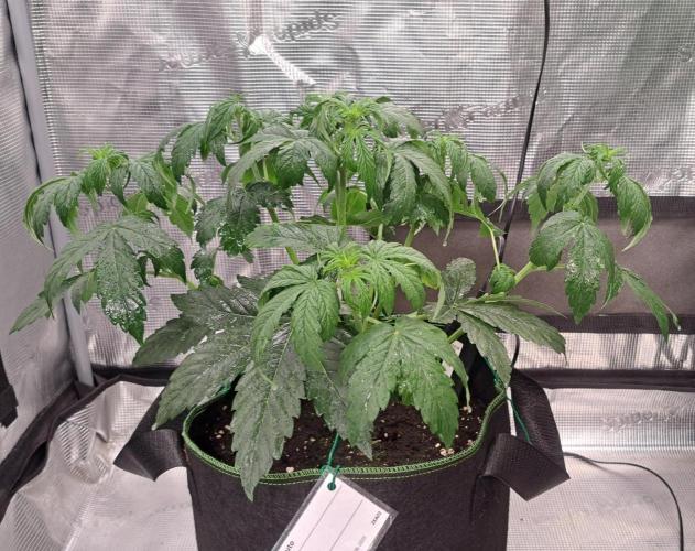 Fruity Skittlez for Saturn. Week 4 - Day 25