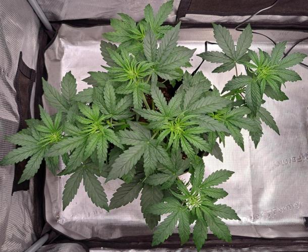 Fruity Skittlez for Saturn. Week 4 - Day 26