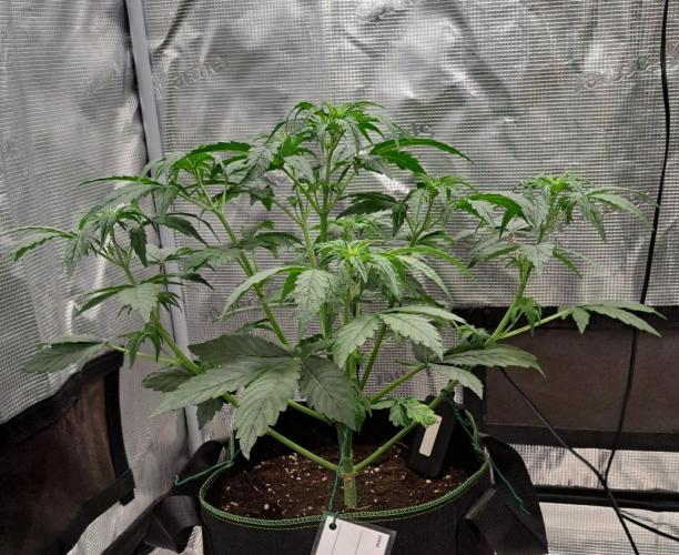 Fruity Skittlez for Saturn. Week 4 - Day 26