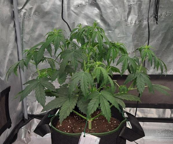 Fruity Skittlez for Saturn. Week 4 - Day 27