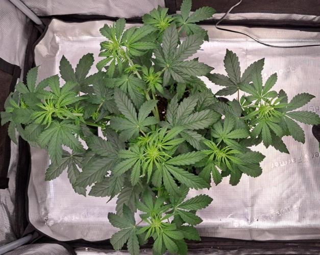 Fruity Skittlez for Saturn. Week 4 - Day 28
