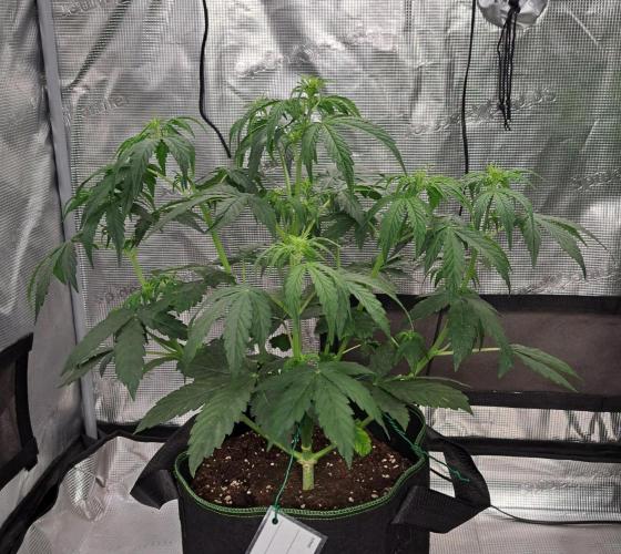 Fruity Skittlez for Saturn. Week 4 - Day 28