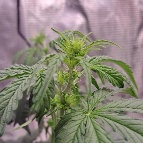 Zkittlez Auto. Week 4