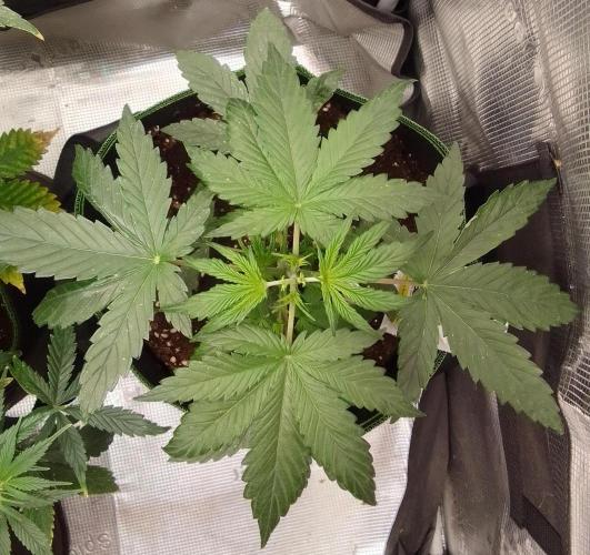 Are there Northern Lights on Mars?. Week 4 - Day 22