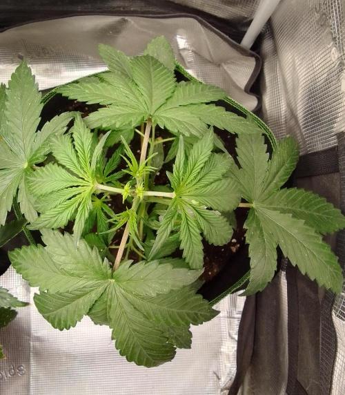 Are there Northern Lights on Mars?. Week 4 - Day 23