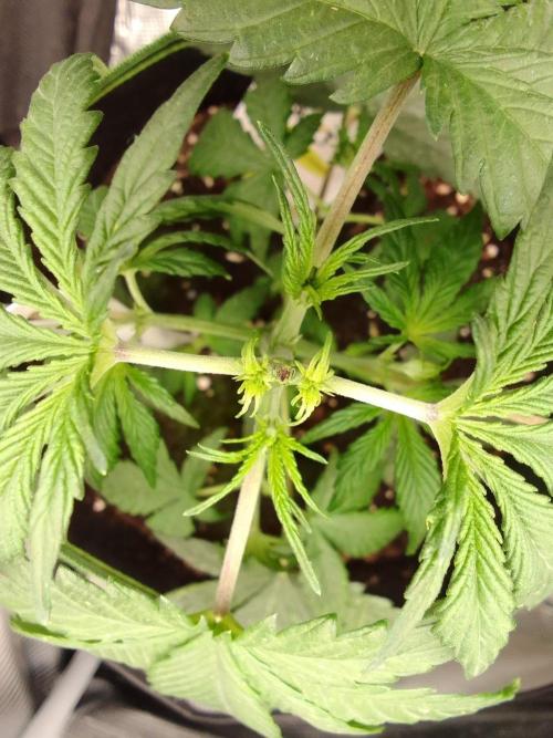 Are there Northern Lights on Mars?. Week 4 - Day 23