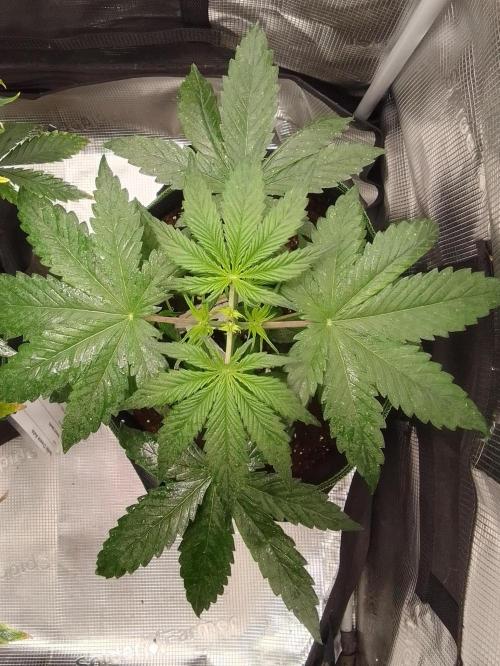 Are there Northern Lights on Mars?. Week 4 - Day 24