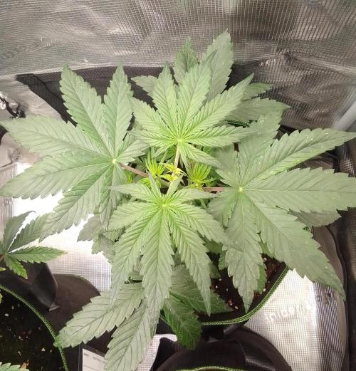 Are there Northern Lights on Mars?. Week 4 - Day 25