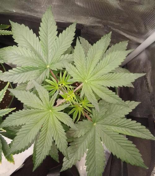 Are there Northern Lights on Mars?. Week 4 - Day 26