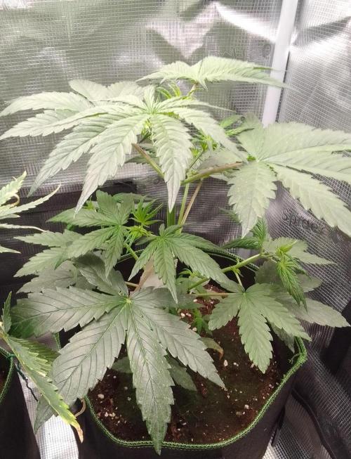 Are there Northern Lights on Mars?. Week 4 - Day 26
