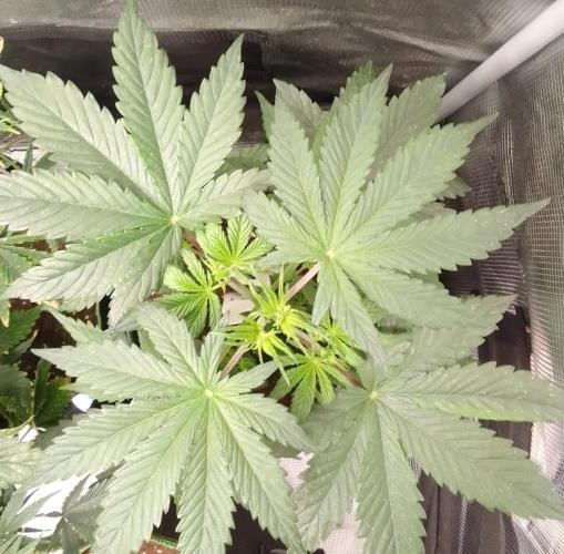 Are there Northern Lights on Mars?. Week 4 - Day 27