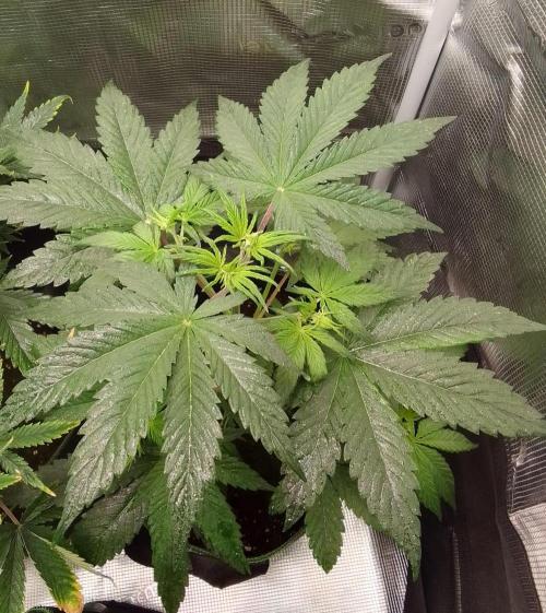 Are there Northern Lights on Mars?. Week 4 - Day 28