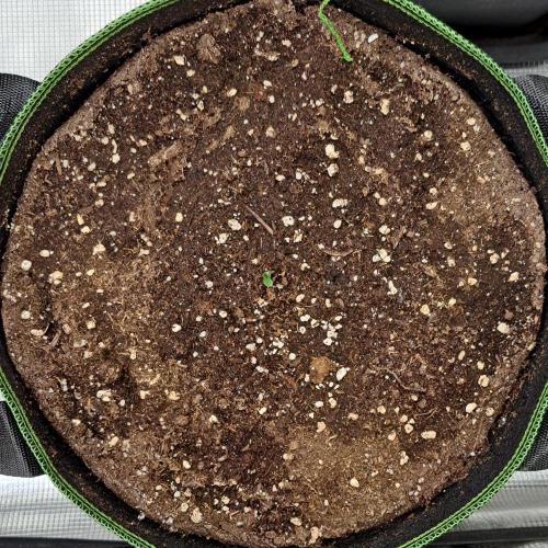 Pluto in the stardust. Week 1 - Day 1