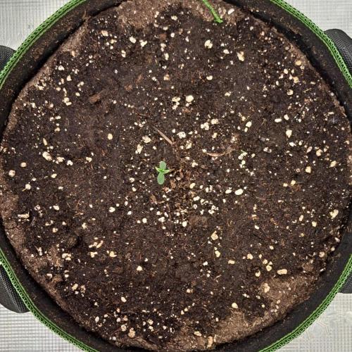 Pluto in the stardust. Week 1 - Day 2