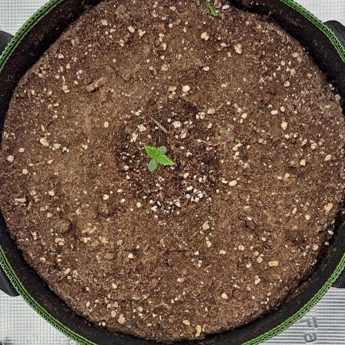 Pluto in the stardust. Week 1 - Day 4