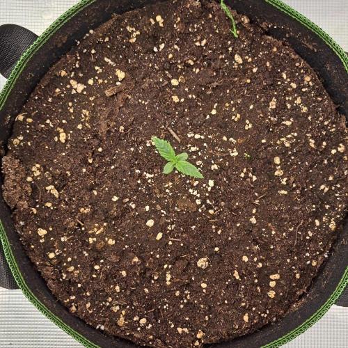 Pluto in the stardust. Week 1 - Day 6