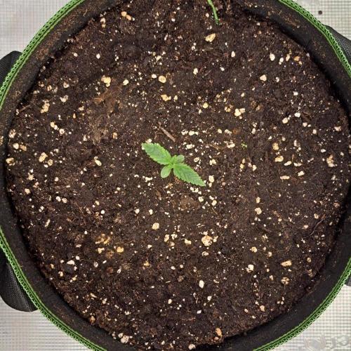 Pluto in the stardust. Week 1 - Day 7