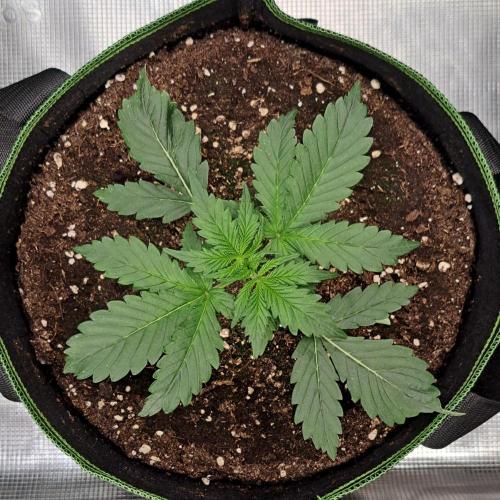 Gorilla with Z on Mars. Week 3 - Day 15