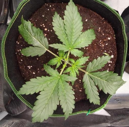Gorilla with Z on Mars. Week 3 - Day 16
