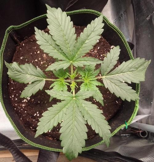 Gorilla with Z on Mars. Week 3 - Day 17