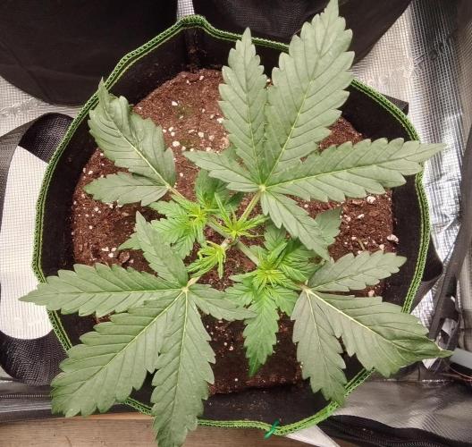 Gorilla with Z on Mars. Week 3 - Day 18