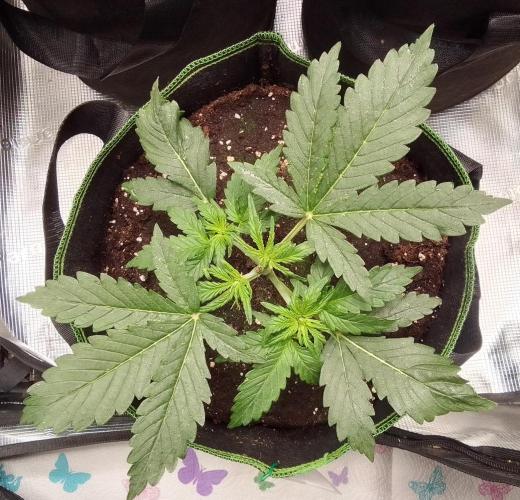Gorilla with Z on Mars. Week 3 - Day 19
