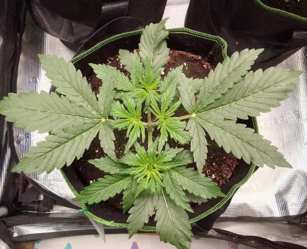 Gorilla with Z on Mars. Week 3 - Day 20
