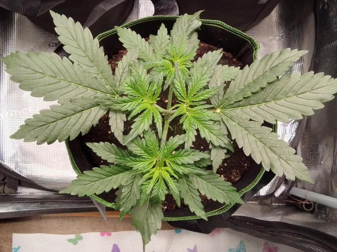 Gorilla with Z on Mars. Week 3 - Day 21
