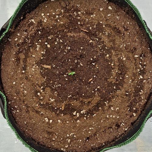 More Bananas for Venus. Week 1 - Day 1