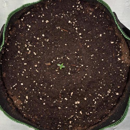 More Bananas for Venus. Week 1 - Day 2