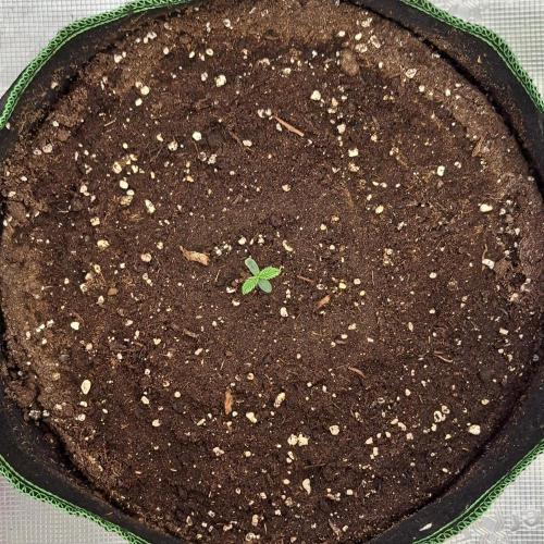More Bananas for Venus. Week 1 - Day 3