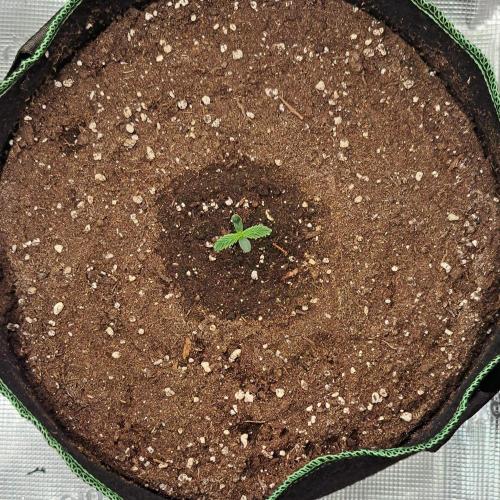 More Bananas for Venus. Week 1 - Day 4