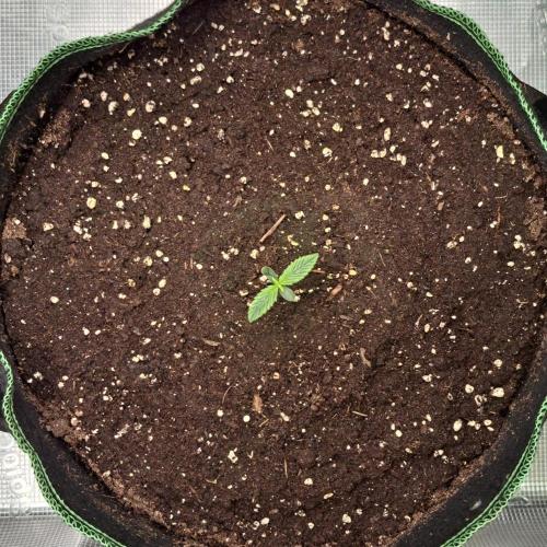 More Bananas for Venus. Week 1 - Day 5