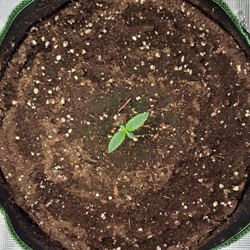 More Bananas for Venus. Week 1 - Day 6