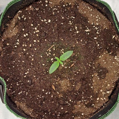 More Bananas for Venus. Week 1 - Day 7
