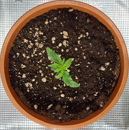 Gorilla King Auto. Week 1