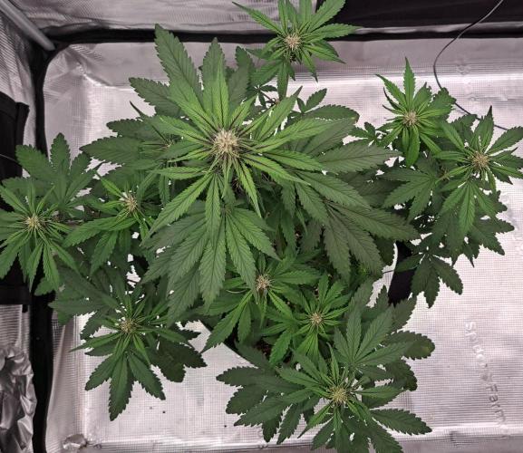 Purple Bananas spotted on Venus. Week 6 - Day 36
