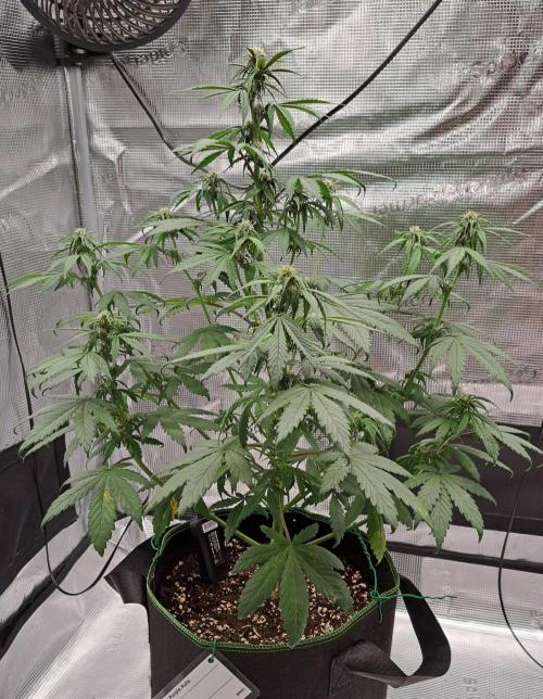 Purple Bananas spotted on Venus. Week 6 - Day 36