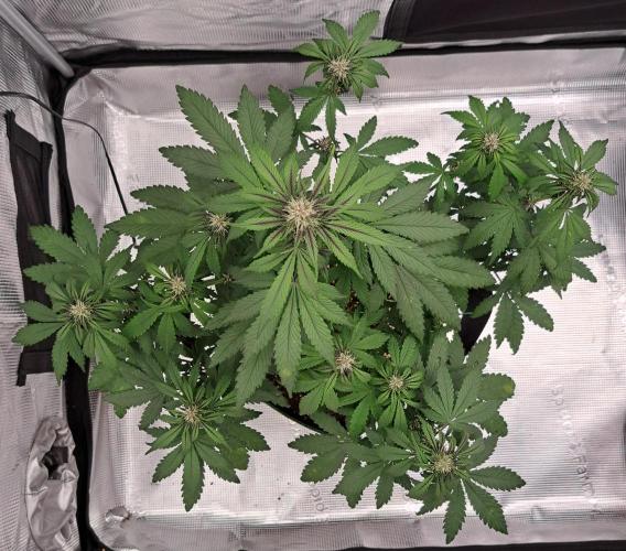 Purple Bananas spotted on Venus. Week 6 - Day 37